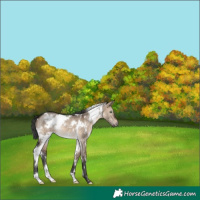 Horse Color:White Spotted Brown Dun