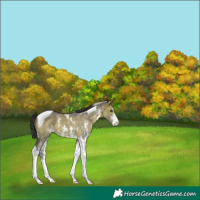 Horse Color:Brown Dun Sabino Tobiano