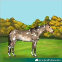 Horse Color:White Spotted Buckskin Dun 