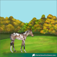 Horse Color:White Spotted Brown Dun 