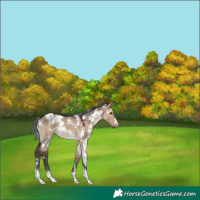 Horse Color:White Spotted Brown Dun 