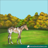 Horse Color:White Spotted Buckskin Dun 