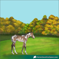 Horse Color:White Spotted Bay Dun