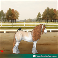 Horse Color:White Spotted Red Dun 