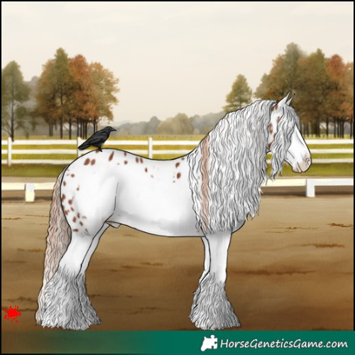 Horse Color:White Spotted Chestnut Splash Frame Appaloosa 
