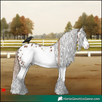 Horse Color:White Spotted Chestnut Splash Frame Leopard 