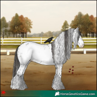 Horse Color:White Spotted Grullo Roan Frame Appaloosa 