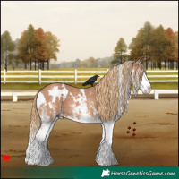 Horse Color:White Spotted Chestnut Splash 