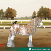 Horse Color:White Spotted Chestnut Splash