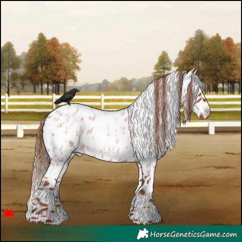 Horse Color:Red Roan Appaloosa 