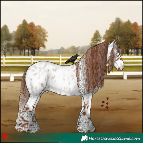 Horse Color:Red Roan Appaloosa 