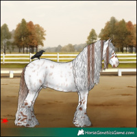 Horse Color:Red Roan Appaloosa