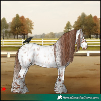Horse Color:Red Roan Leopard 