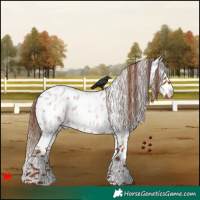 Horse Color:Red Roan Appaloosa 