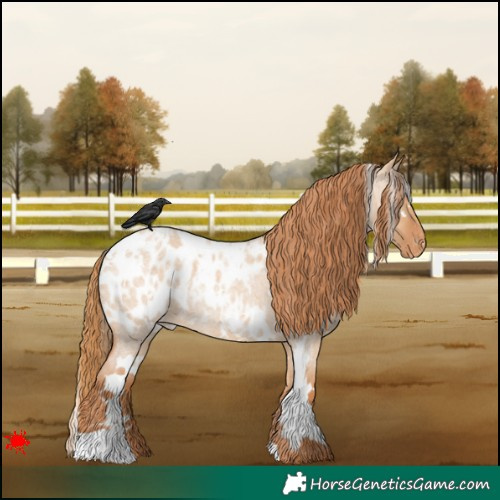 Horse Color:White Spotted Red Dun Roan Blanket 