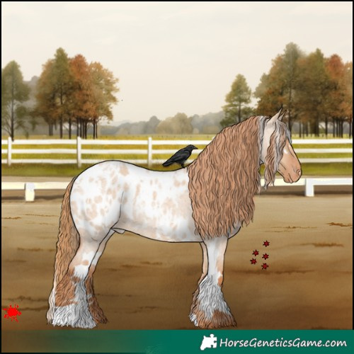 Horse Color:White Spotted Red Dun Roan Appaloosa 