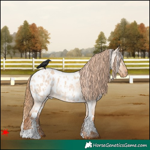 Horse Color:White Spotted Red Dun Roan Appaloosa 