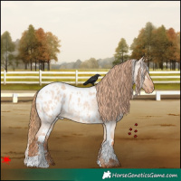 Horse Color:White Spotted Red Dun Roan Appaloosa 