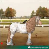 Horse Color:White Spotted Red Dun Roan Appaloosa 