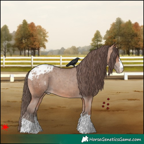 Horse Color:Amber Champagne Appaloosa 