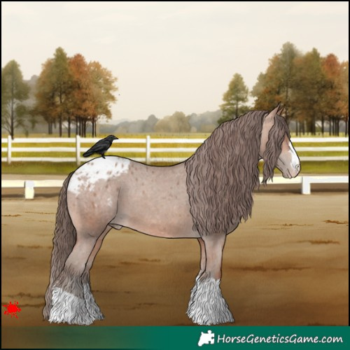 Horse Color:Amber Champagne Appaloosa 