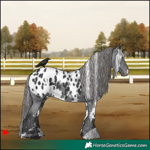 Horse Color:White Spotted Black Appaloosa 