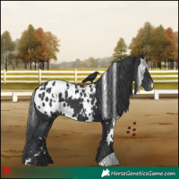 Horse Color:White Spotted Black Appaloosa 