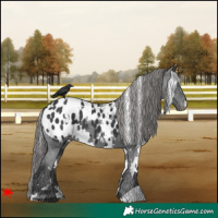 Horse Color:White Spotted Black Blanket 