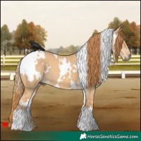 Horse Color:White Spotted Red Dun