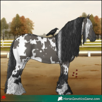 Horse Color:White Spotted Grullo