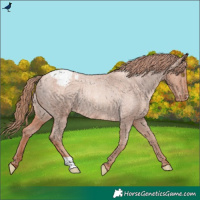 Horse Color:Gold Champagne Roan Appaloosa Rabicano 