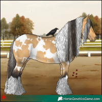 Horse Color:White Spotted Buckskin Dun 