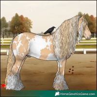 Horse Color:White Spotted Red Dun 