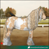 Horse Color:White Spotted Red Dun 