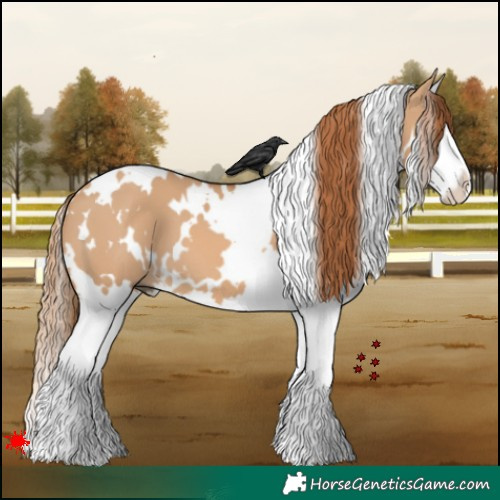 Horse Color:White Spotted Red Dun Splash 