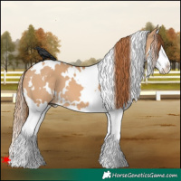 Horse Color:White Spotted Red Dun Splash 