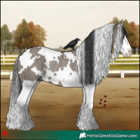 Horse Color:White Spotted Grullo Splash Rabicano