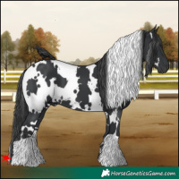 Horse Color:White Spotted Black 