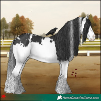 Horse Color:White Spotted Black Splash