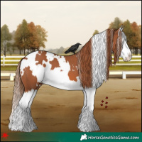Horse Color:White Spotted Chestnut Splash