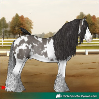 Horse Color:White Spotted Smoky Grullo Splash Rabicano