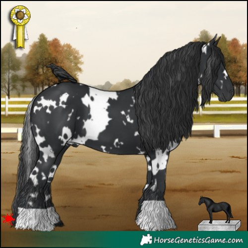 Horse Color:White Spotted Black 