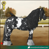 Horse Color:White Spotted Black