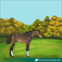 Horse Color:Buckskin Tobiano 