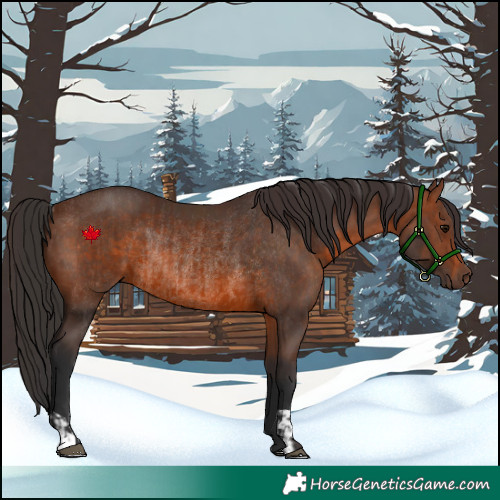 Horse Color:Brown Rabicano  and Brown Rabicano 