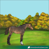 Horse Color:Buckskin Tobiano 