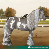 Horse Color:White Spotted Silver Black Rabicano 