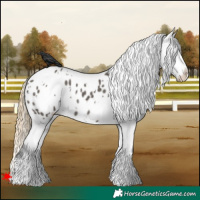 Horse Color:White Spotted Smoky Grullo Appaloosa 