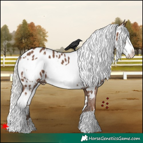 Horse Color:White Spotted Silver Black Frame Appaloosa 