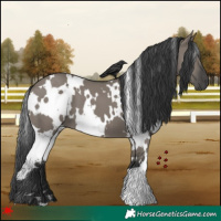 Horse Color:White Spotted Grullo